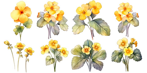 Fototapeta na wymiar Watercolor Illustration Set of primrose Flowers, Bouquets and Wildflowers