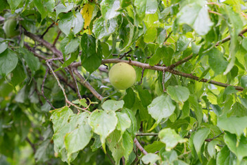 若くフレッシュな青い梅