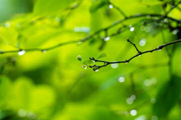 雨に濡れて水滴がついた葉っぱ
