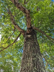 trunk and canopy of a tree