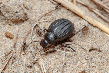 Pimelia sp. beetle walks on the beach sand on a sunny day