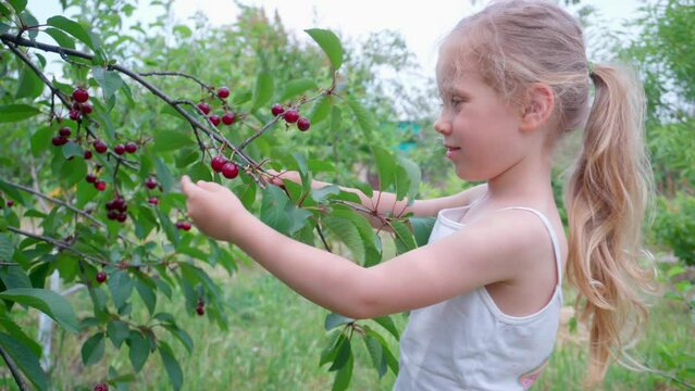 The girl plucks a cherry from a tree. Picking cherries in the garden near the house.