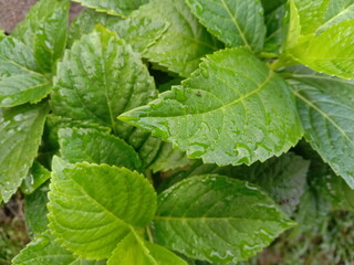 beautiful flowers suitable for planting in the yard