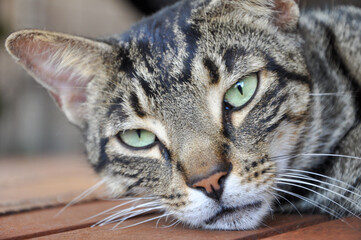 close up portrait of a cat