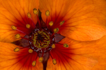 Detail of a flower Potentilla X tonguei