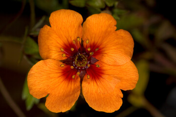 Detail of a flower Potentilla X tonguei