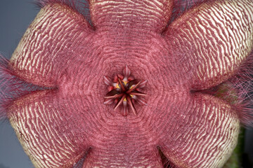 Detail of a flower of the succulent plant Stapelia gettliffei