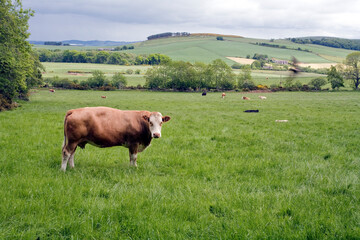 Cow grazing in a field - Bennachie - Aberdeenshire - Scotland - UK
