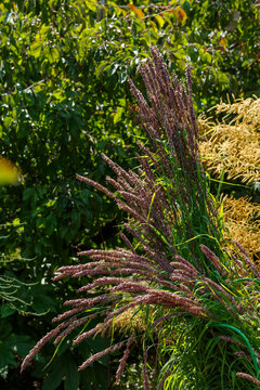 High barley Atropurpurea ( lat. Melica altissima ) is a species of monocot plants of the genus Barley ( Melica )