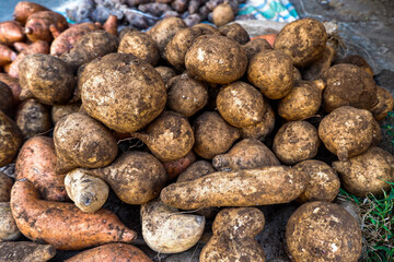sweet potatoes sold in traditional markets