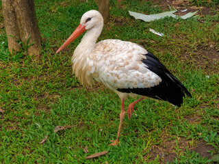 The white stork has a height of 80-115 cm and a wingspan of 195-215 cm. This bird's plumage is white, with black on the wings and shoulders. The beak and legs of this bird are red