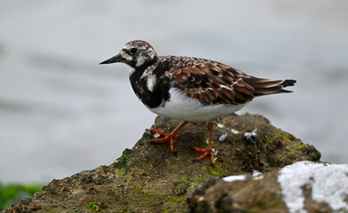 Steinwälzer // Ruddy turnstone (Arenaria interpres)