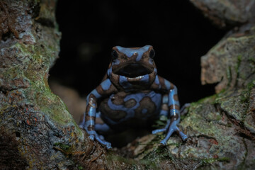 frog on a rock