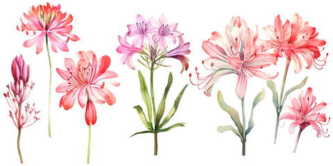 Bundle of Watercolor Illustrations Set of Nerine Flowers with Expressions of Leaves and Branches