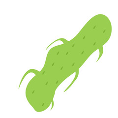 Plankton , Pytoplankton