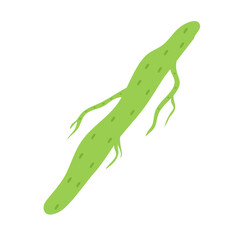 Plankton , Pytoplankton