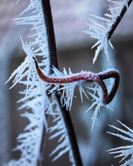 clematis stems with frost on it 