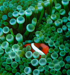  Anemonefish - clownfish - Nemo