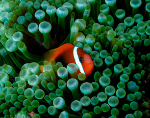  Anemonefish - clownfish - Nemo