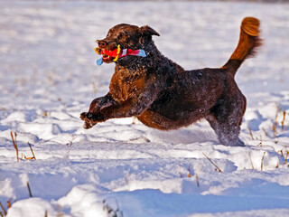 Chesapeake Bay Retriever with toy, running, playing in meadow on fresh snow.