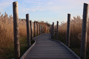 Wooden boardwalk at the beach with clear sky and surrounded with rushes