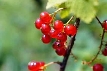 Currant branch with red, ripe berries and green leaves