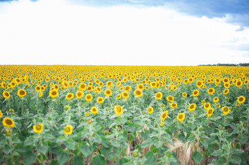 bright field with sunflowers against the blue sky
