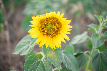 Obraz premium sunflowers close-up. background for screensavers, advertising 