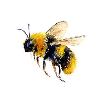 Watercolor illustration of a bee hand-drawn on white background. Realistic animal picture for icon or logo, designs and greetings