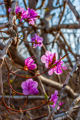 Spring background of pink flowers. Rhododendron.