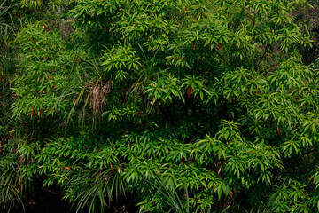 Background image of trees in sunlight