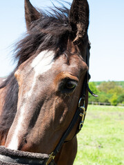Obraz premium Portrait of a brown horse. Close up and looking a bit to the side.