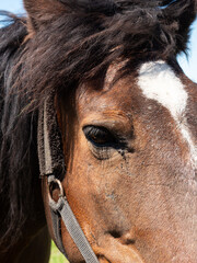 Portrait of a brown horse at a slight angle.