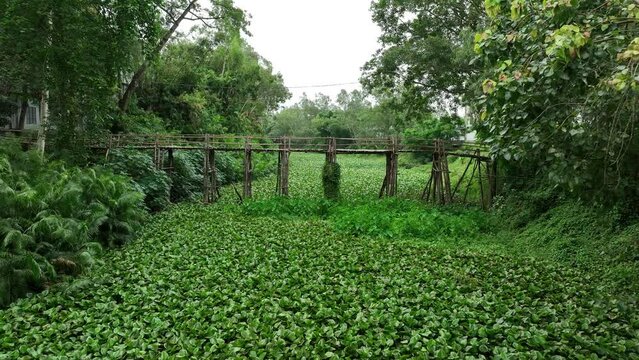 wooden Bridge and green grass
