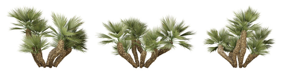 Chamaerops humilis palm tree on transparent background, png plant, 3d render illustration.
