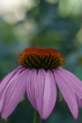 Pink flowers,Echinacea,Echinacea in the garden. Close up. Side view.