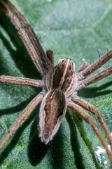 house spider, Tegenaria domestica, Agelenidae, in natural light