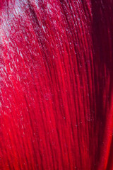 background and texture of a tulip petal in the sun