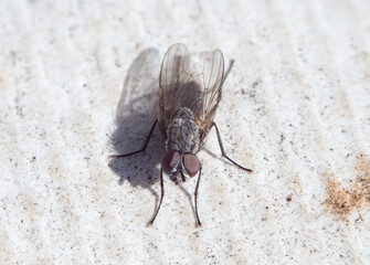 Gray blowfly, macro, natural light