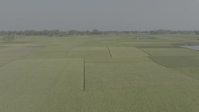 Studies of rye and wheat varieties. Flying over the field of plots for crop research. Scientists are testing the effect of diseases on wheat
