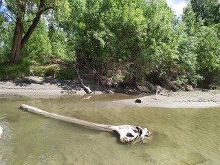fallen trees in the dirty river