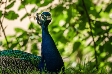 Obraz premium Close-up portrait of resting peacock in bush shadow