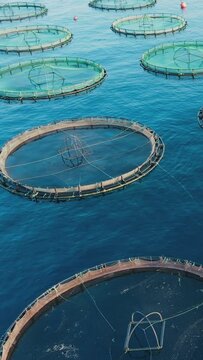 Aerial vertical footage farm salmon with circle cages in open sea