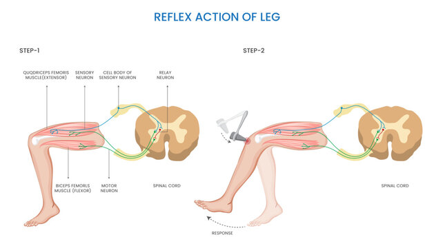 Reflex action of the leg involves an involuntary response to a sensory stimulus, resulting in a rapid and automatic movement to protect or adjust the leg's position for balance or stability.