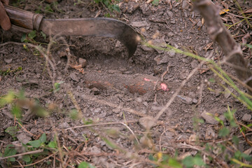 Organic yuka plantation in the Peruvian jungle.