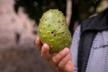 Annona muricata, soursop or graviola is a tree in the Annonaceae family. Originally from Central and South America, it is cultivated for its edible fruits in many countries with a tropical climate.