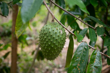 Annona muricata, soursop or graviola is a tree in the Annonaceae family. Originally from Central and South America, it is cultivated for its edible fruits in many countries with a tropical climate.
