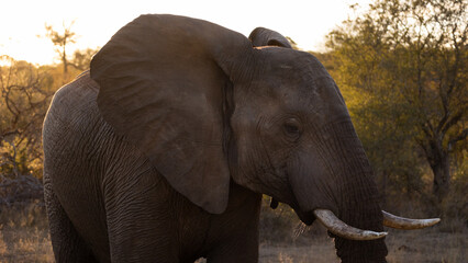 Obraz premium a big African elephant bull close-up