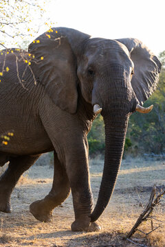 a big African elephant bull close-up