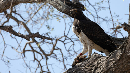a martial eagle feeding on a steenbok carcass